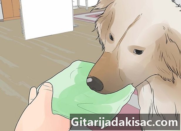 如何防止他的狗咀嚼物体