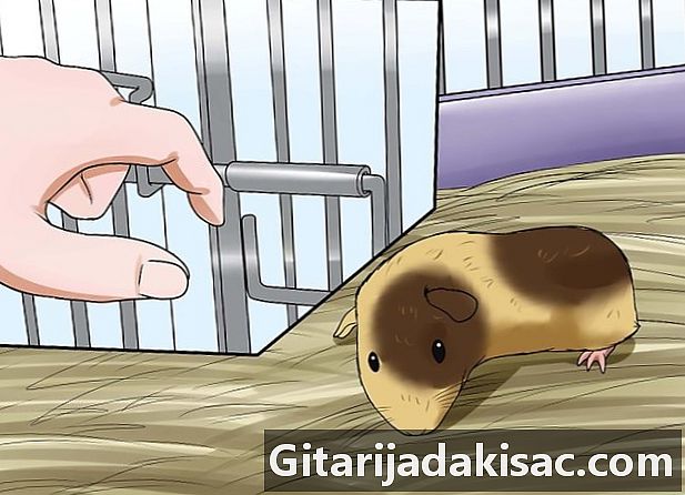 Bagaimana mencegah babi India-nya menggigit