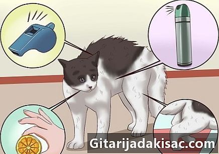 Bagaimana mencegah kucing melakukan sesuatu