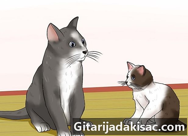 Come impedire a un gatto di miagolare