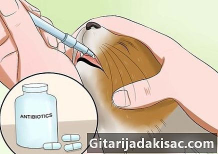 Cum să împiedici o pisică să-și smulgă părul