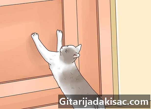 Cum să împiedici o pisică să intre într-o cameră