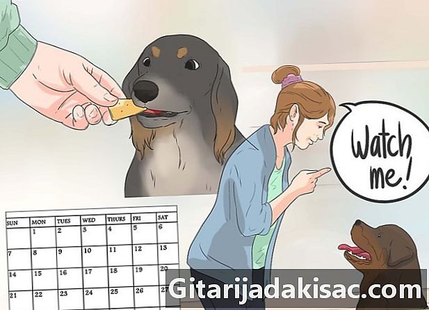 Wie man verhindert, dass ein Hund auf seine Kongenere bellt