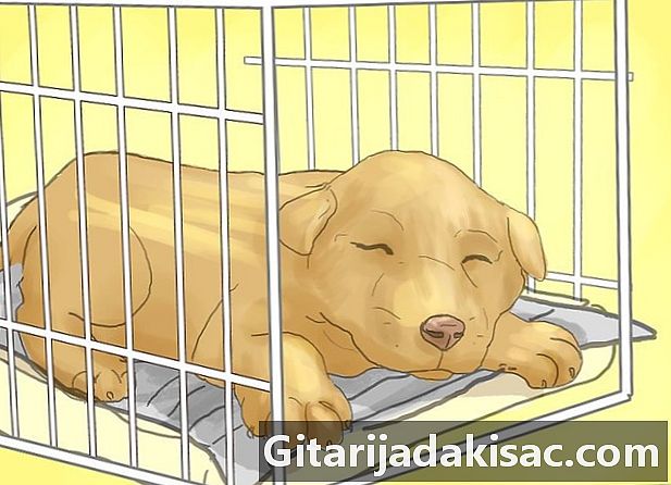 Kako spriječiti psa da spava u svom krevetu