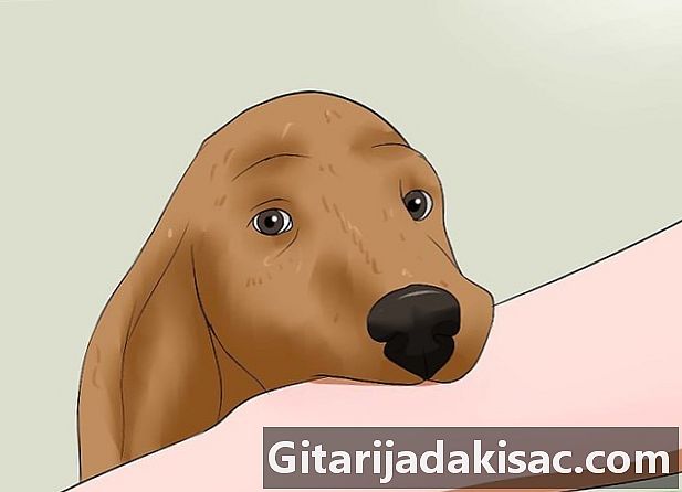 Hvordan forhindre en hund i å bite
