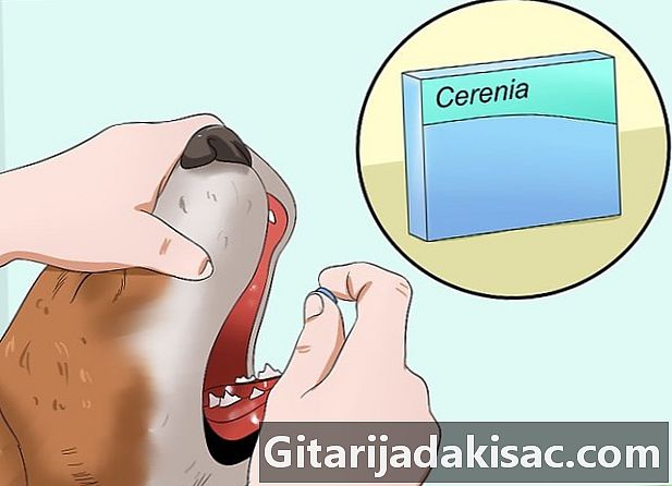 Come impedire a un cane di vomitare