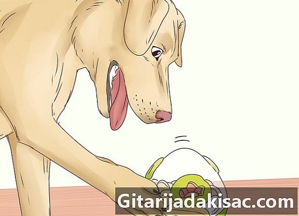 Cara mencegah anjing menjilati Anda