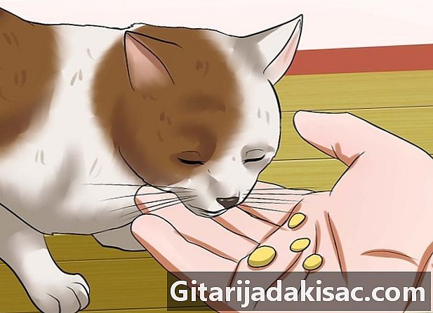 Kako preprečiti okužbo sečil pri mački