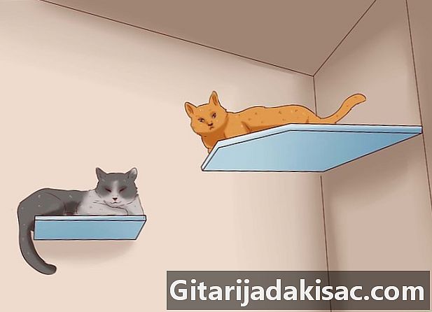 Hoe meerdere katten aan te moedigen zich goed te voelen