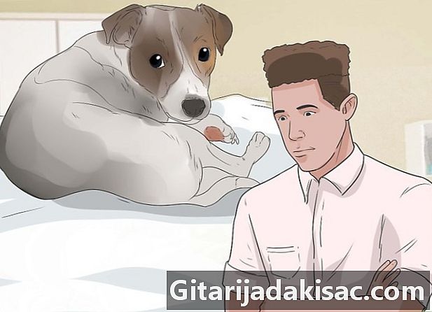 Hoe uw hond aan te moedigen in zijn bed te slapen