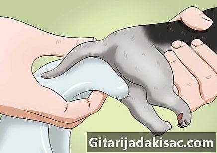 Hoe een kitten aan te moedigen naar bed te gaan