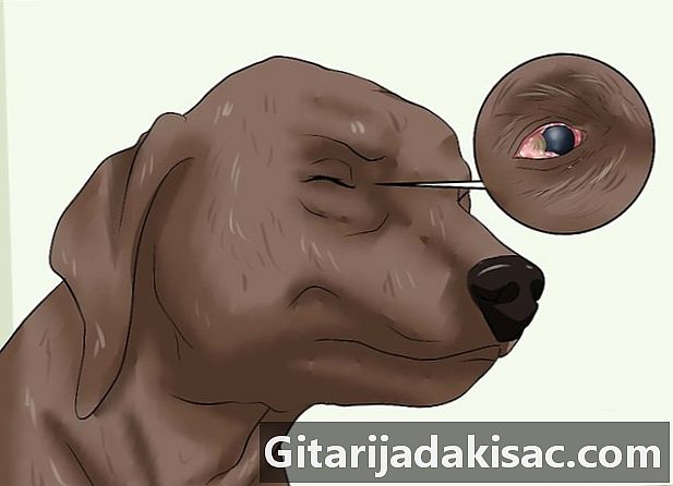 Hvordan fjerne revehale fra hundens nese