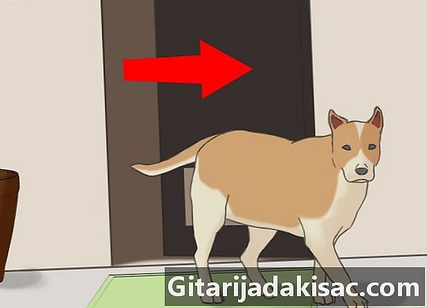 Cum să îndepărtați mirosul de skunk din câinele dvs.