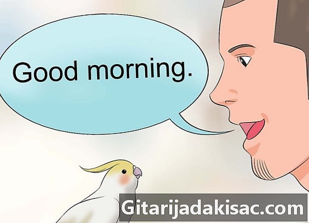 Cómo enseñar a hablar con un elegante periquito cacatúa