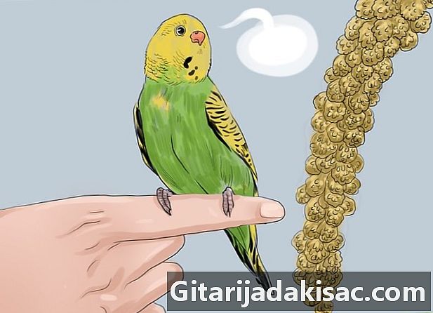Sådan lærer du din parakeet at tale