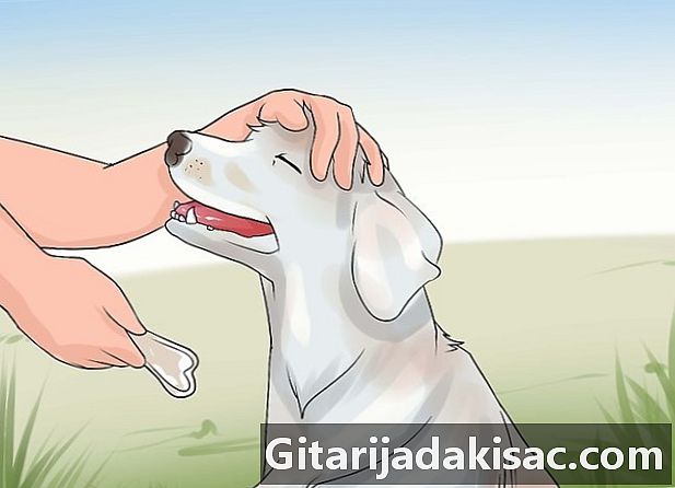 Hur du tränar din hund att urinera på utsidan