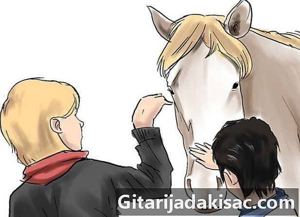 말을 훈련시키는 방법