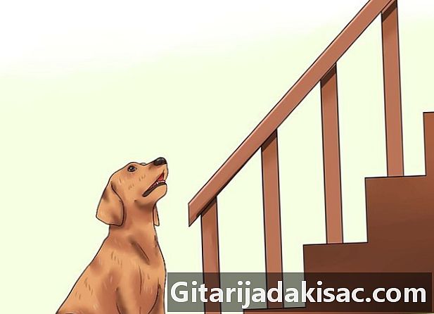 계단을 내려가는 것을 두려워하는 개를 훈련시키는 방법