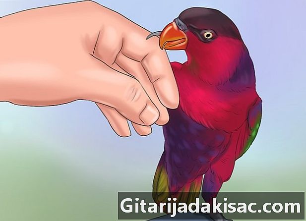איך לאמן ציפור לטפס על אצבעו