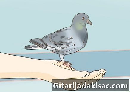 Jak vycvičit putujícího holuba