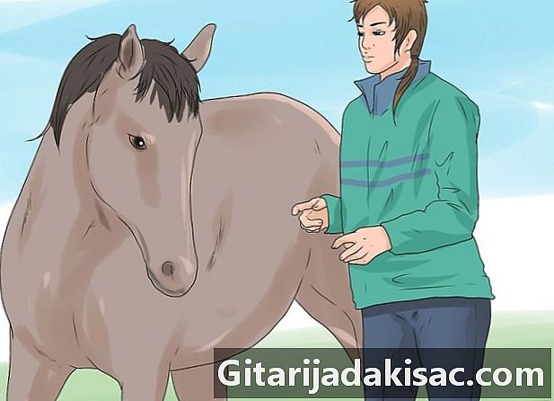 Com entrar en contacte amb un cavall