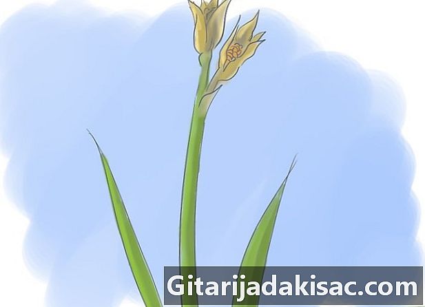 Sådan opretholdes iris, når blomsterne er forsvundet