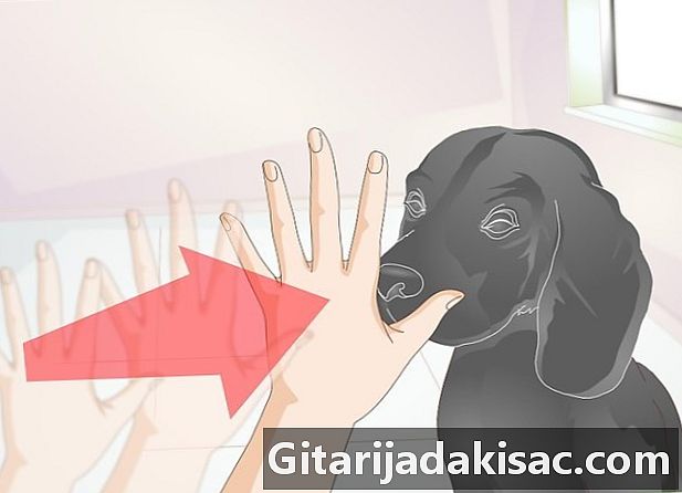 Jak zkoumat oči svého psa