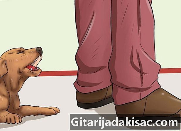 Hvordan stoppe en liten hund fra å bite og bjeffe