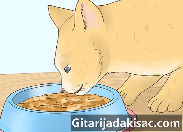 Jak zmniejszyć gorączkę kota