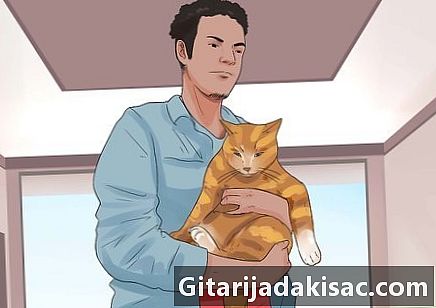 Як зупинити виття своєї кішки