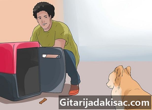 Sådan stopper du klæbningen af ​​sin hund