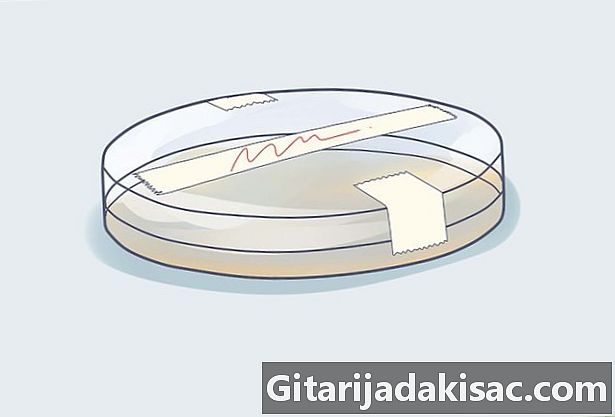 Como cultivar bactérias em uma placa de Petri
