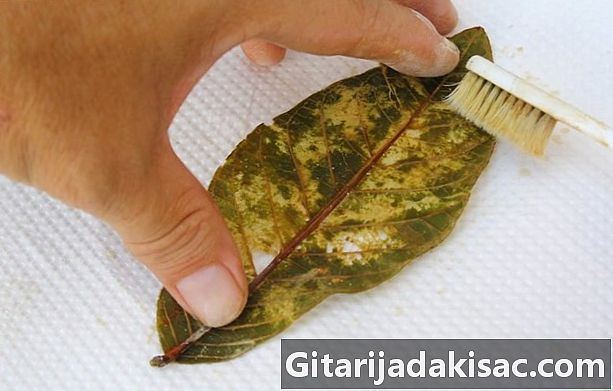 Як зробити каркаси з листя