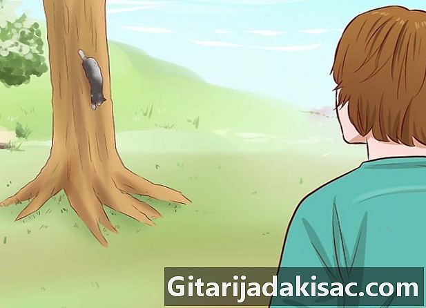 Como derrubar um gato de uma árvore