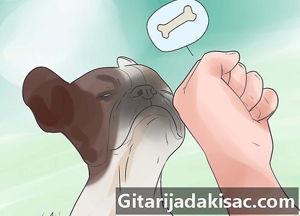 Как да се уверите, че кучето ви се отпуска напълно