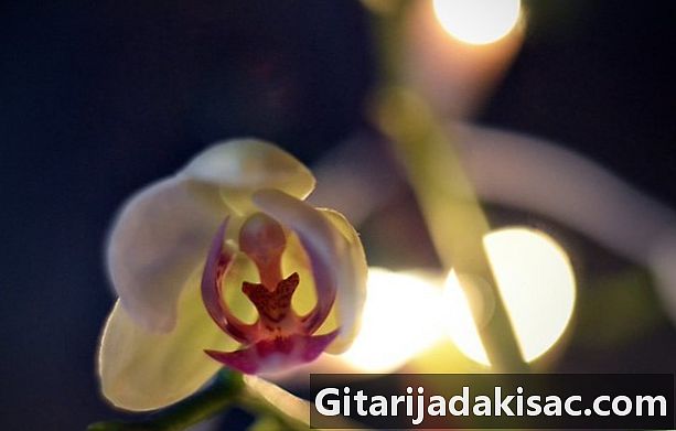 Kā likt orhidejām ziedēt
