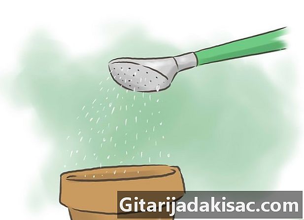 Wie man Granatapfelsamen keimt