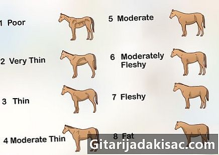 Kā padarīt zirgu taukus