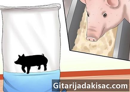 Como fazer uma gordura de porco