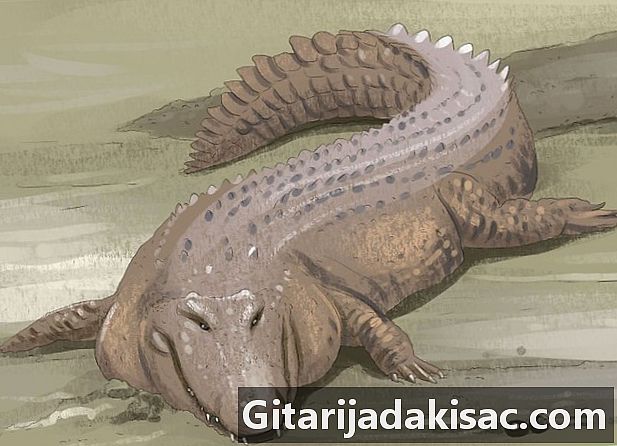 Hvordan fortelle forskjellen mellom en krokodille og en alligator