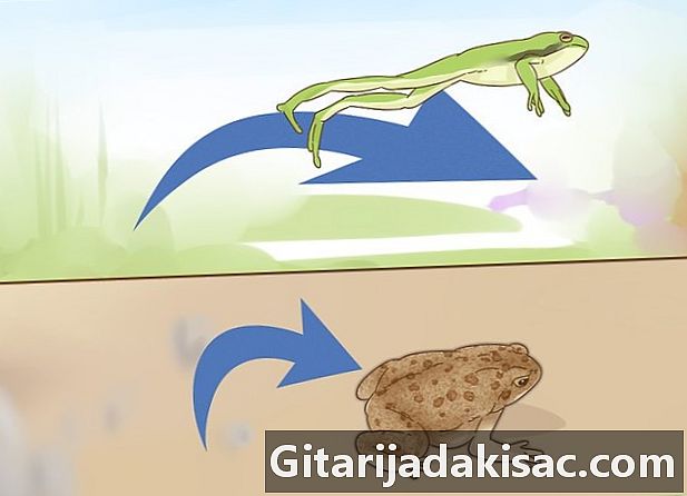 Bir kurbağa ve bir kurbağa arasındaki farkı anlatmak için nasıl