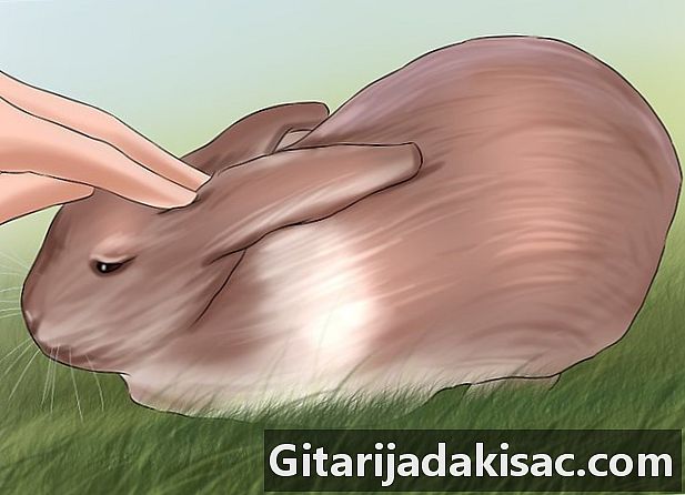 Wie man ein Kaninchen wäscht