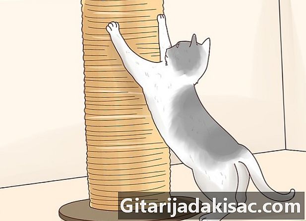 Wie man das Glück seiner Katze macht