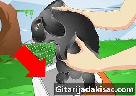 Как да накараме кученце да спре да копае