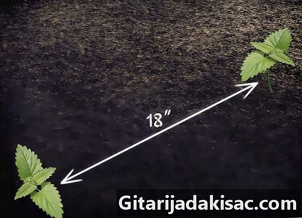 Kako raste od trave do mačke