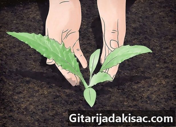 Bagaimana cara menanam artichokes
