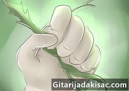크랜베리를 재배하는 방법