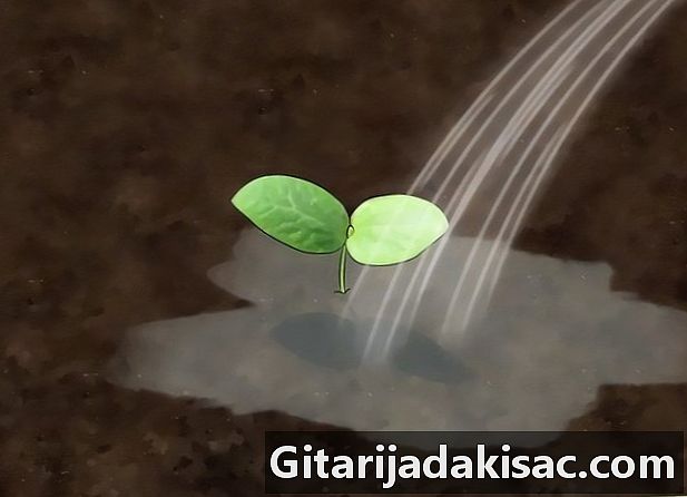 Hur man odlar gul squash
