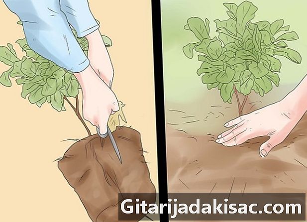 Hur man odlar fikon