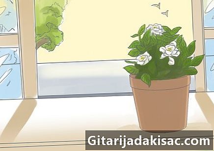 Jak wyhodować doniczki z gardenii